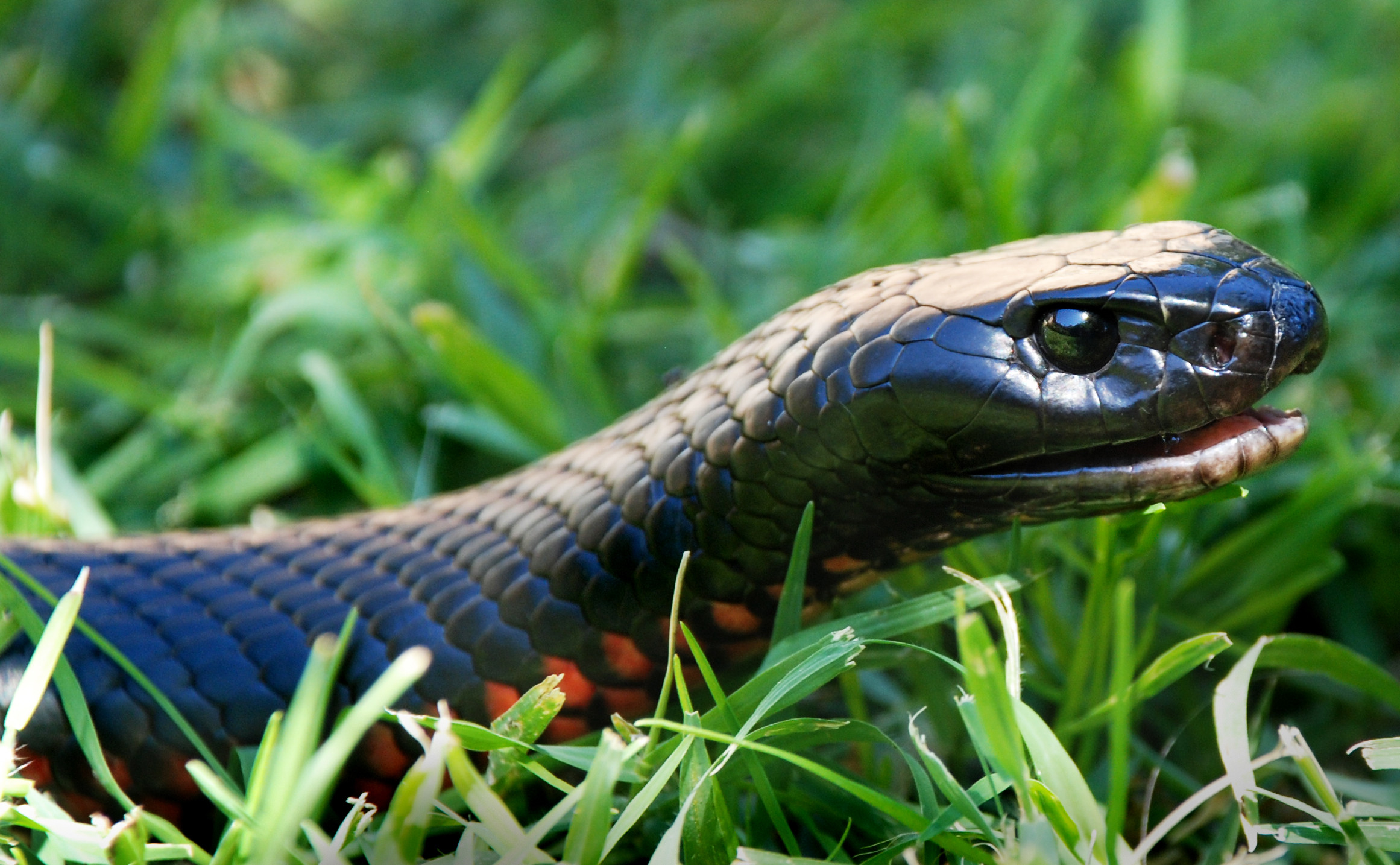 Red Belly Black Snake Eye - HD Wallpaper 