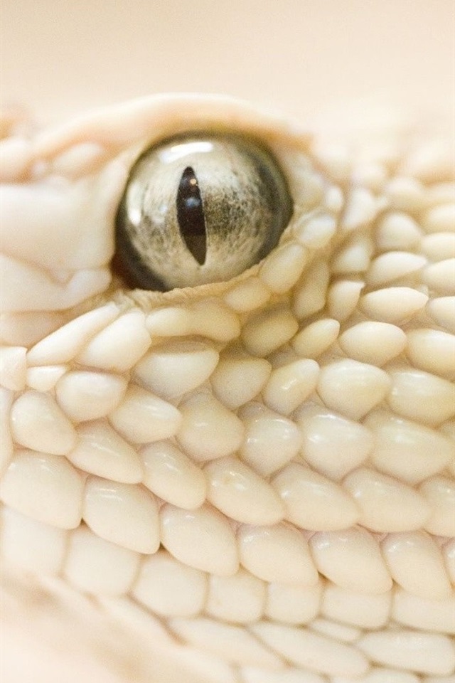 Iphone Wallpaper White Snake - White Snake With Yellow Eyes - HD Wallpaper 