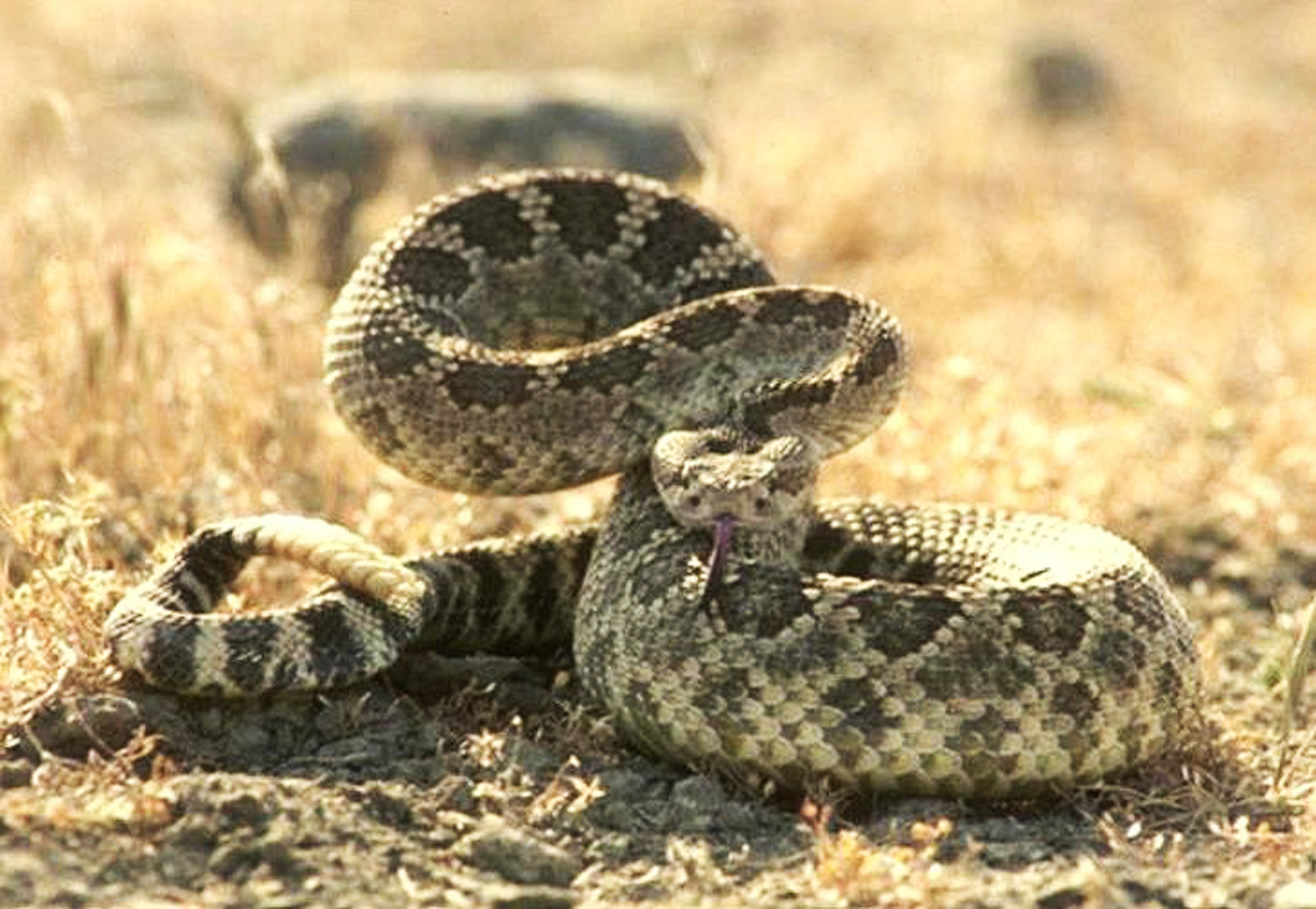 2100x1450, Snake Reptile Snakes Predator Rattlesnake - Vivoras Mas Venenosas De Mexico - HD Wallpaper 