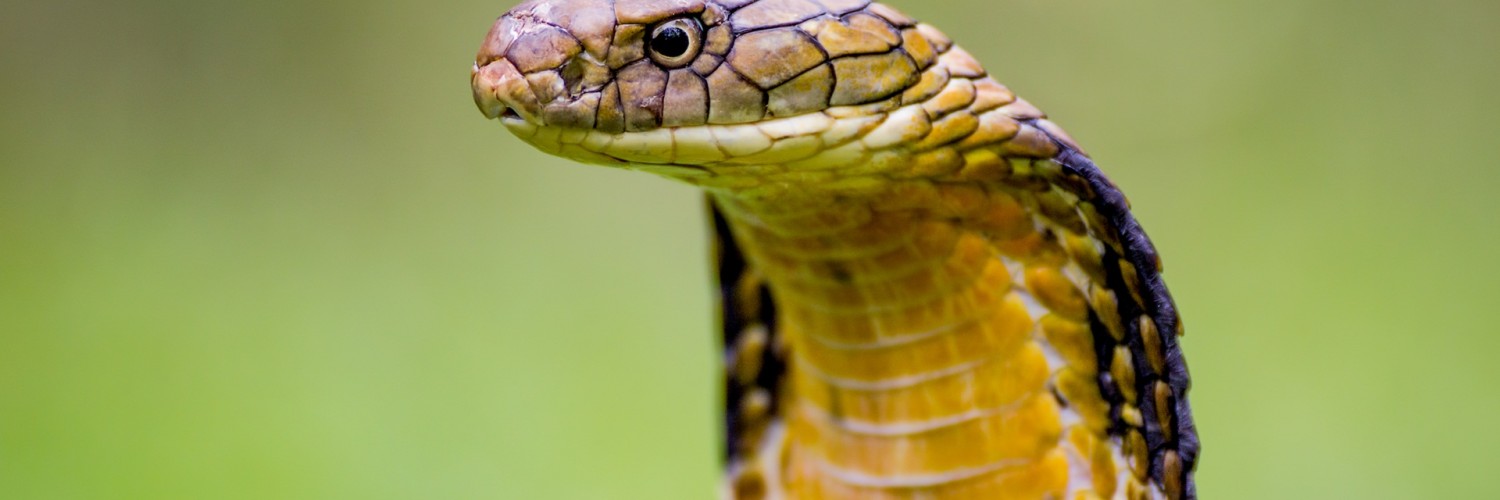 Cobra Head - HD Wallpaper 