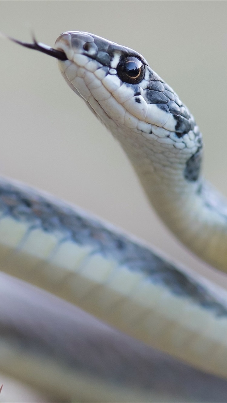 Iphone Wallpaper Whip Snake - Platyceps Najadum - HD Wallpaper 