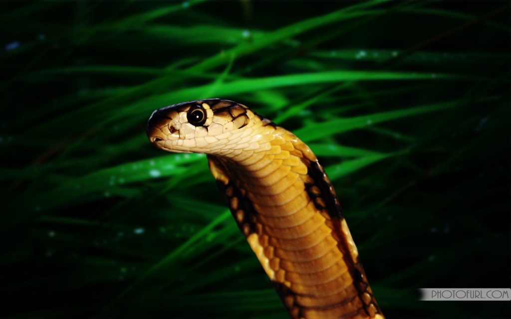 Wallpaper Iphone Angel Pictures Bender Iphone Wallpaper - King Cobra - HD Wallpaper 