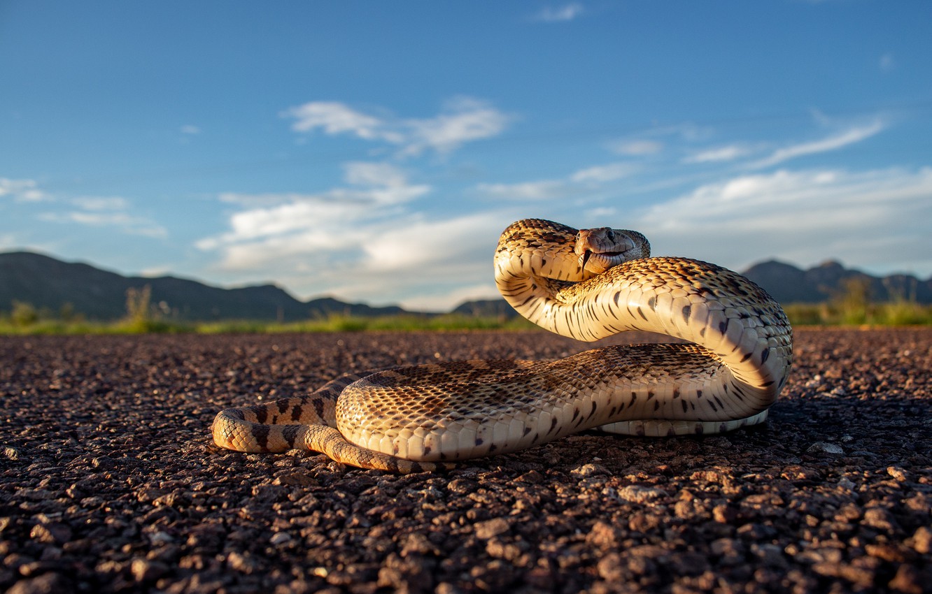 Photo Wallpaper The Sky, Nature, Snake - Serpent - HD Wallpaper 