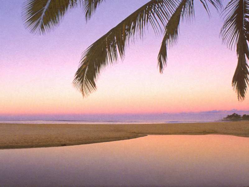 Pink Beach - Attalea Speciosa - HD Wallpaper 
