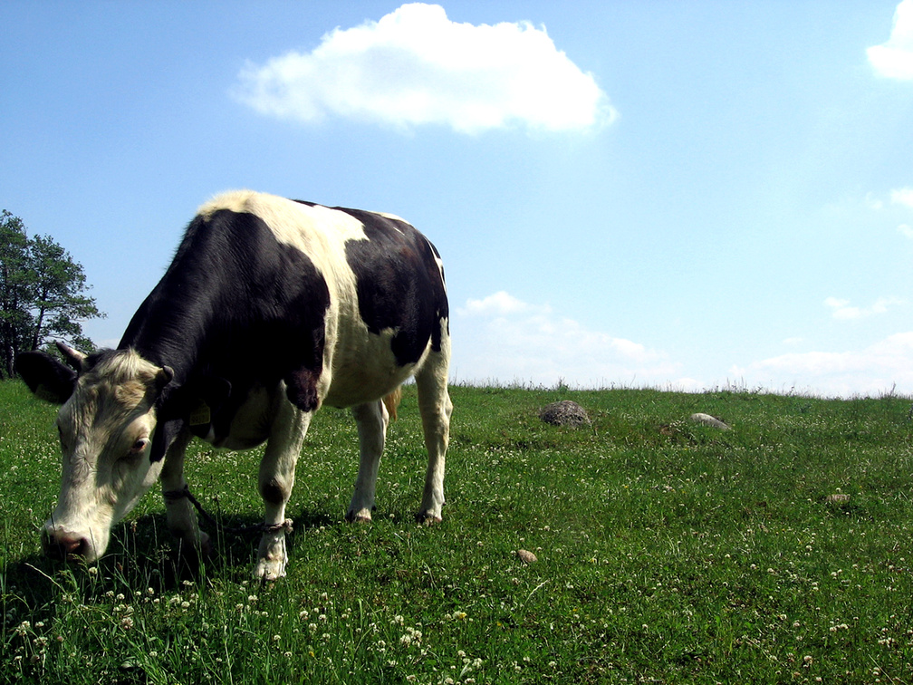Hd Farm And Cow Backgrounds - HD Wallpaper 