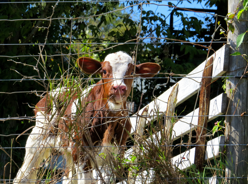 Wallpaper - HD Wallpaper 