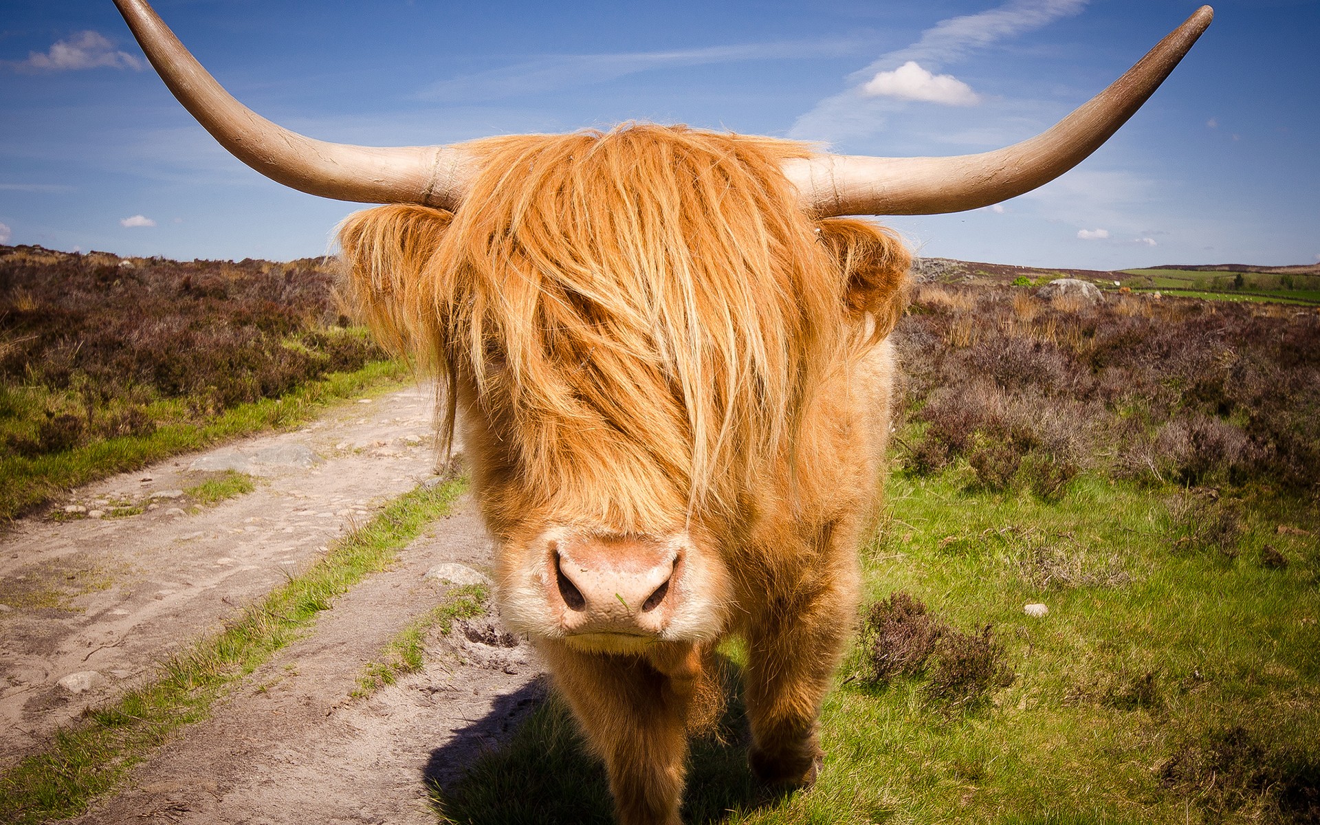 Highland Cattle Hd Wallpapers - HD Wallpaper 