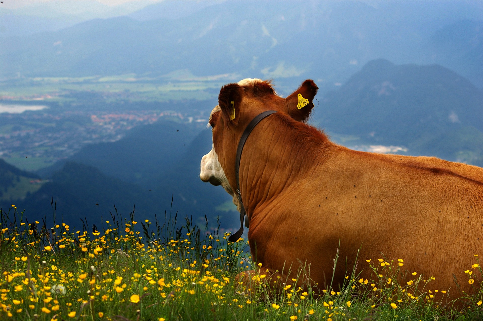Cow Alps Panorama Free Photo - Alps Cow - HD Wallpaper 