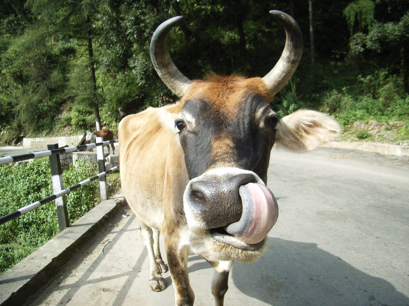 Indian Cow Funny - HD Wallpaper 