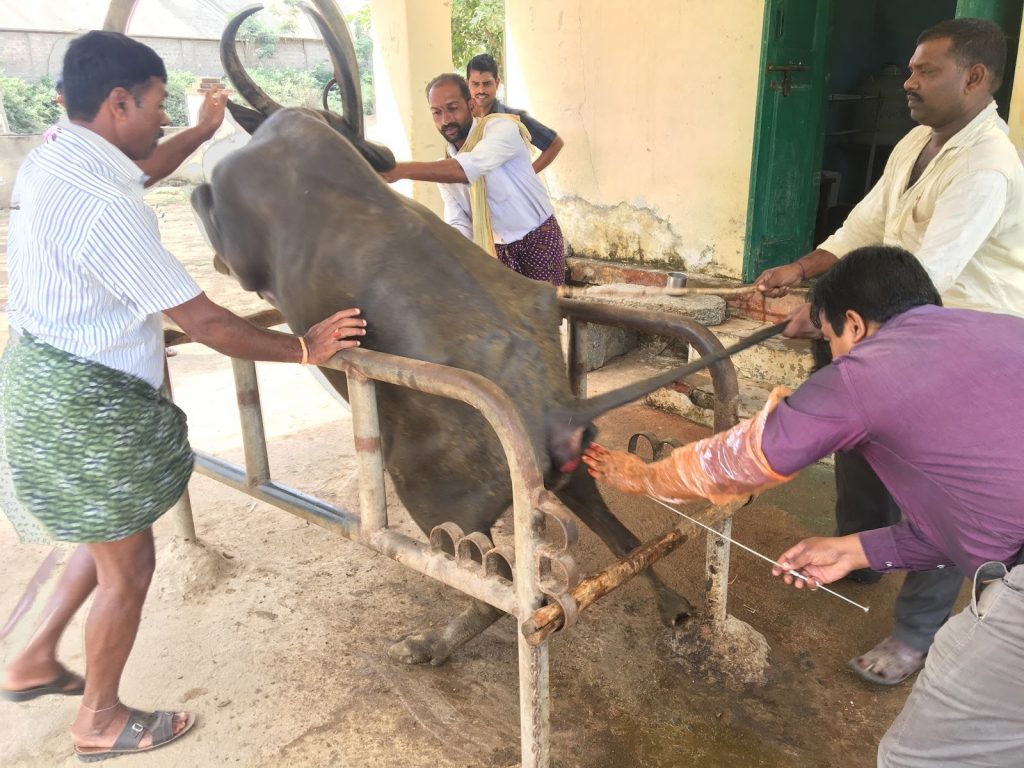 Artificial Insemination Of Buffalo - HD Wallpaper 