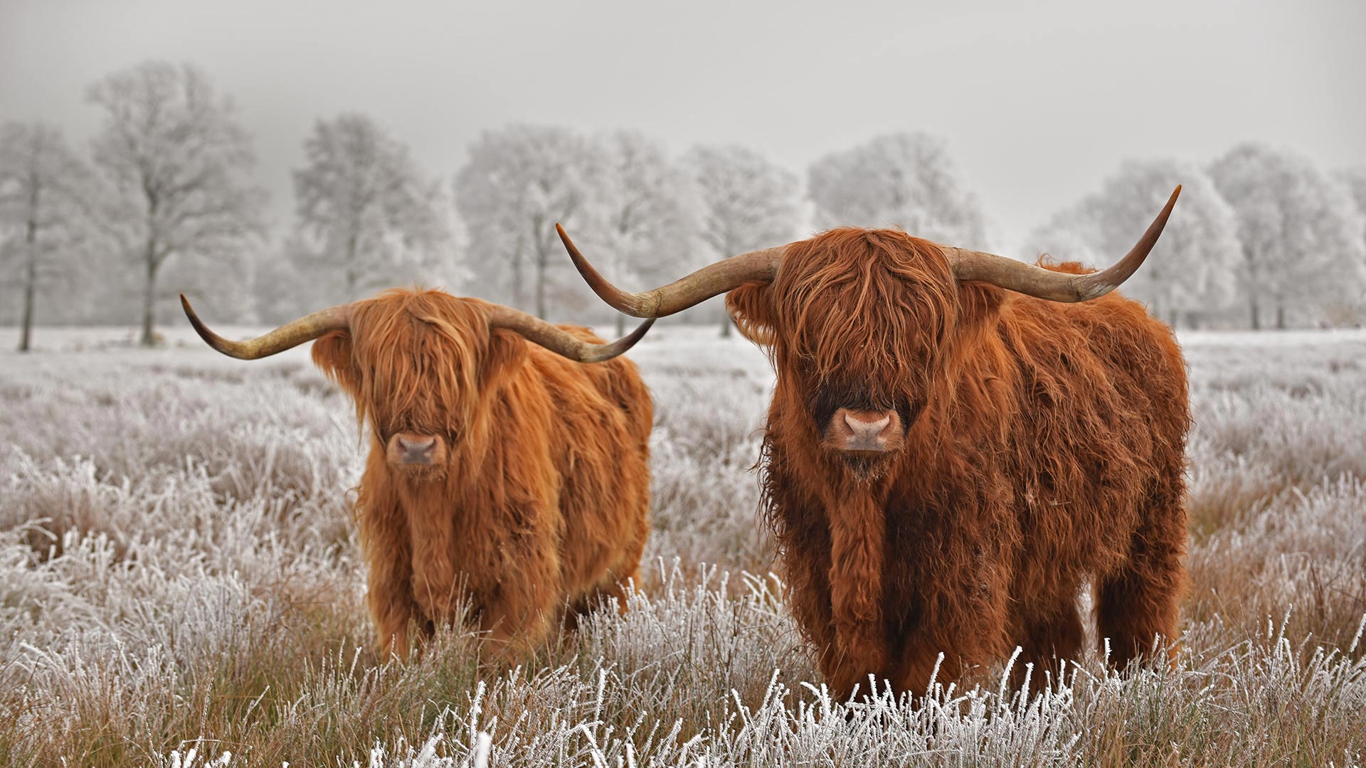 Highland Cattle In Drenthe Province In The Netherlands - Highland Cattle In Netherlands - HD Wallpaper 