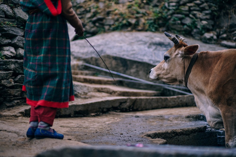 Working Animal - HD Wallpaper 