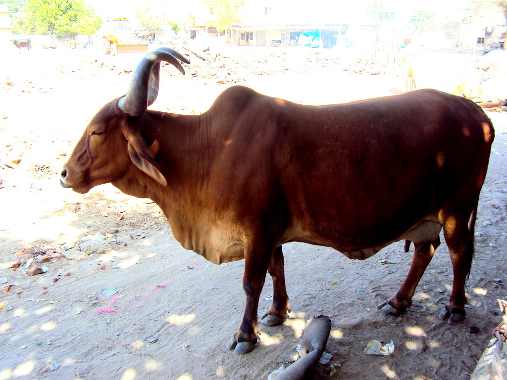 Working Animal - HD Wallpaper 