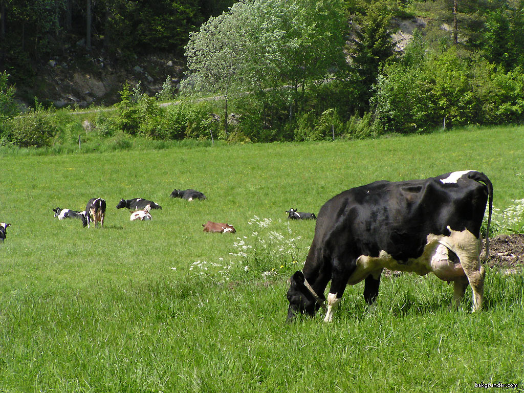 Cow Wallpapers - Wallpaper - HD Wallpaper 