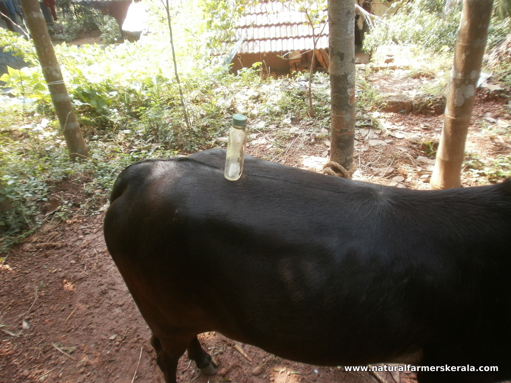 Bottle Can Be Balanced On The Backbone Of Indian Cows - Cow For Sale Kapila - HD Wallpaper 