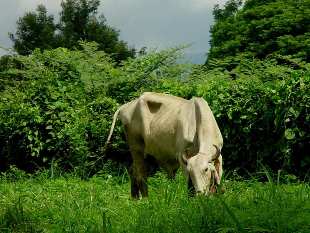 Picture - Dairy Cow - HD Wallpaper 