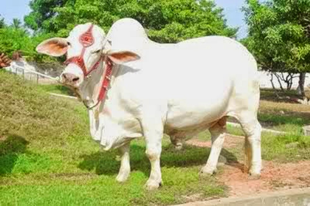 Cute And Beautiful Bakra Eid Cow Wallpapers Free Download - Eid Ul Adha Animals - 1000x667 Wallpaper Cute And Beautiful Bakra Eid Cow Wallpapers Free Download - Eid Ul Adha Animals - 1000x667 Wallpaper
