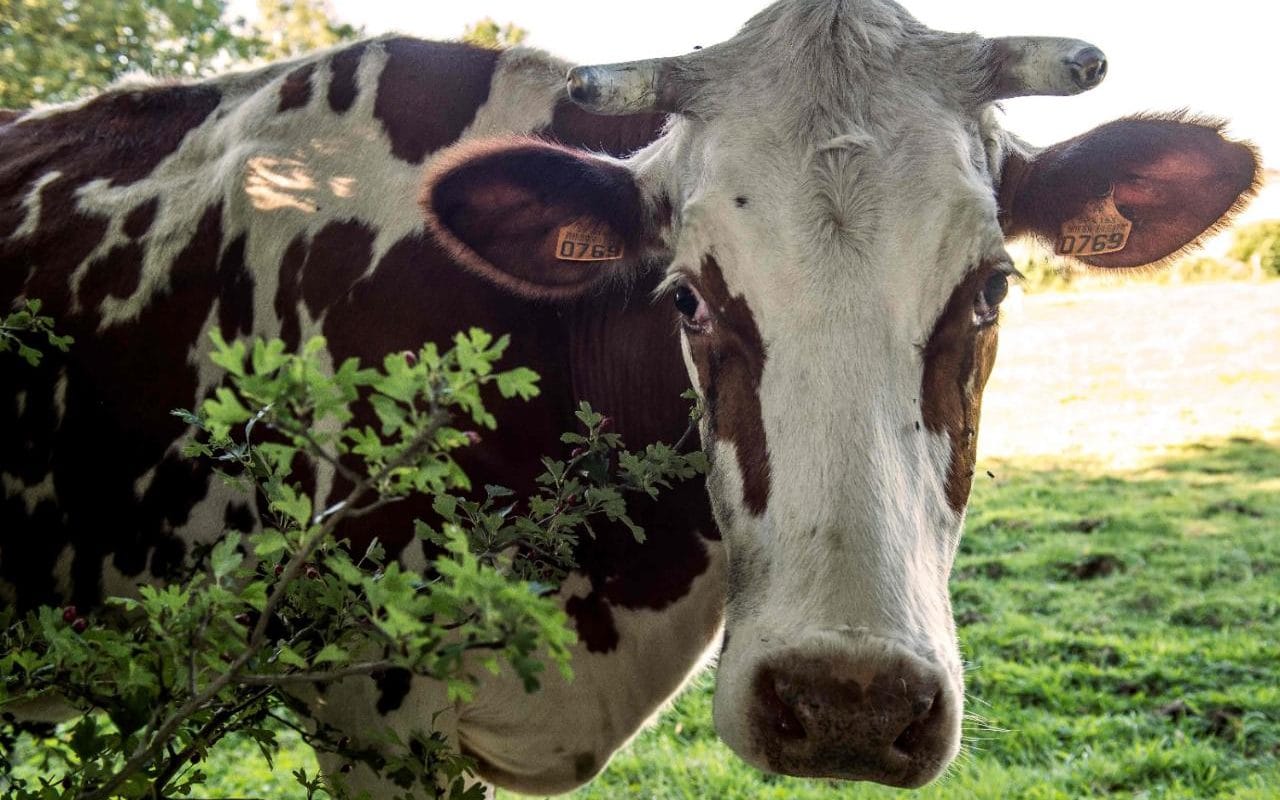 Dairy Cow - HD Wallpaper 