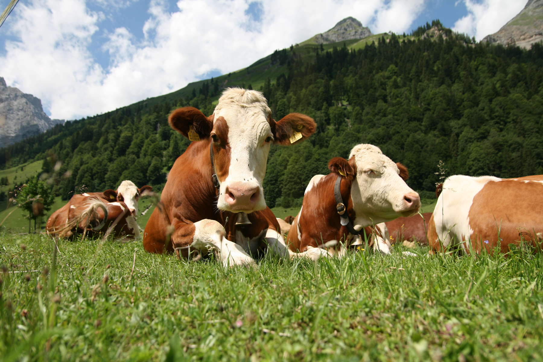 Download Landscapes Nature Cow Cows Animal Farm Animals - Farm Animals Hd -  1800x1200 Wallpaper 