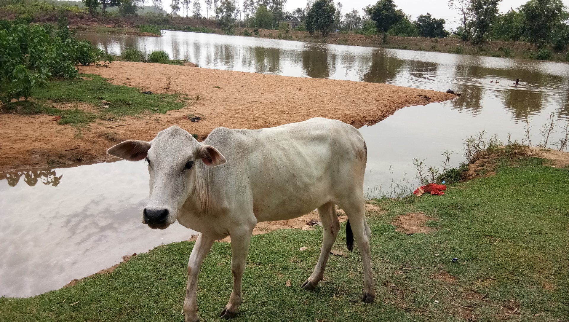 Dairy Cow - HD Wallpaper 