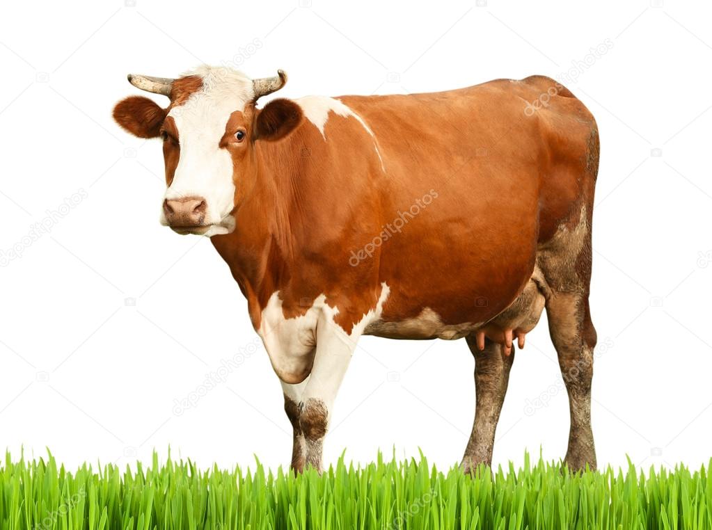 Cow White Background - Imagem De Animais Vaca - HD Wallpaper 