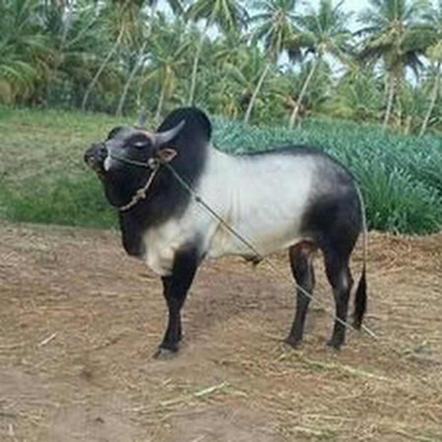 Sheep - HD Wallpaper 