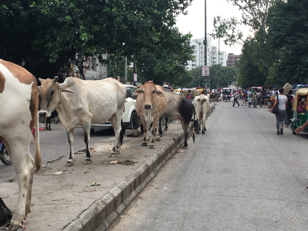 Dairy Cow - HD Wallpaper 