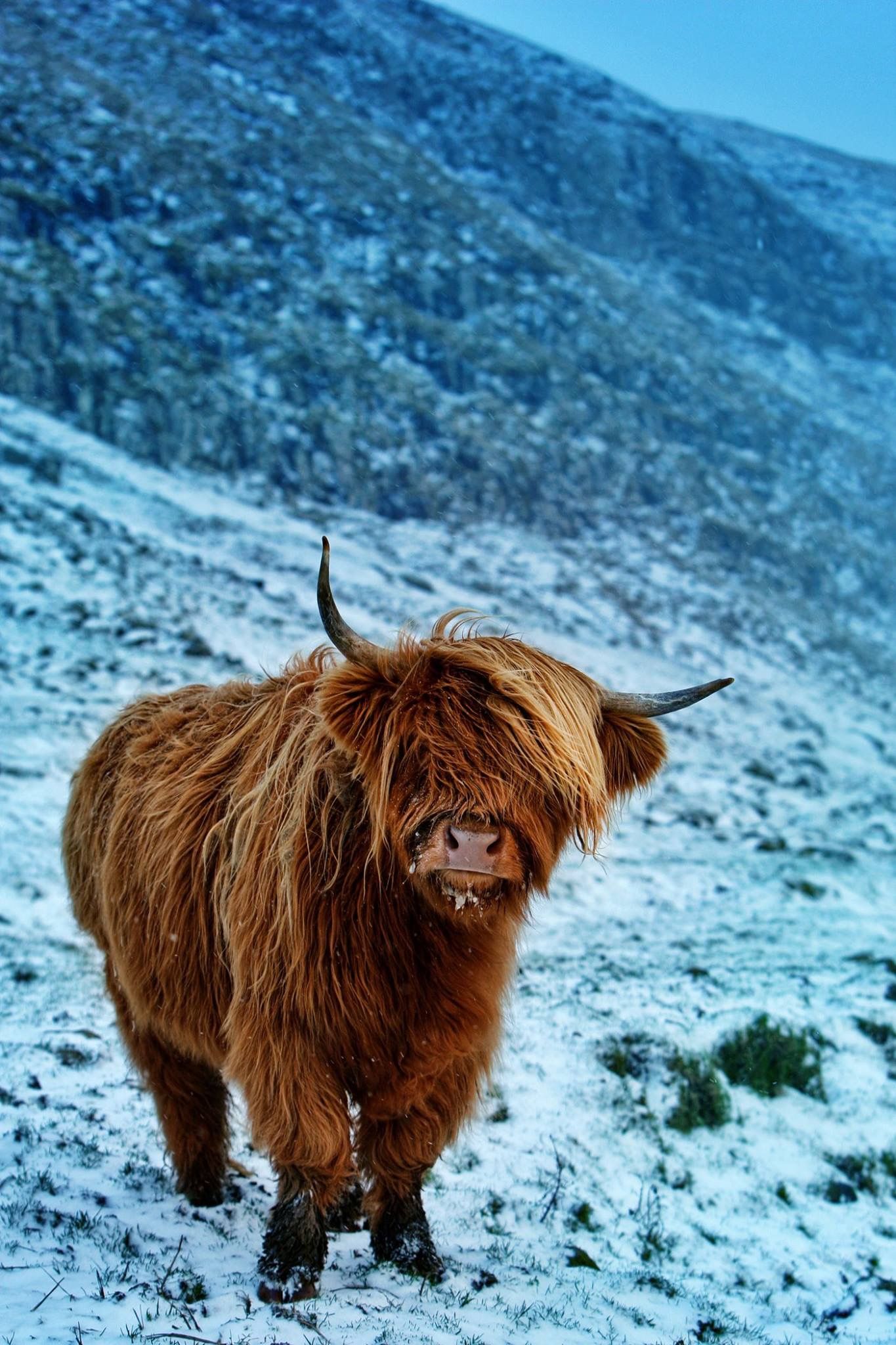 Far Oer Winter - HD Wallpaper 