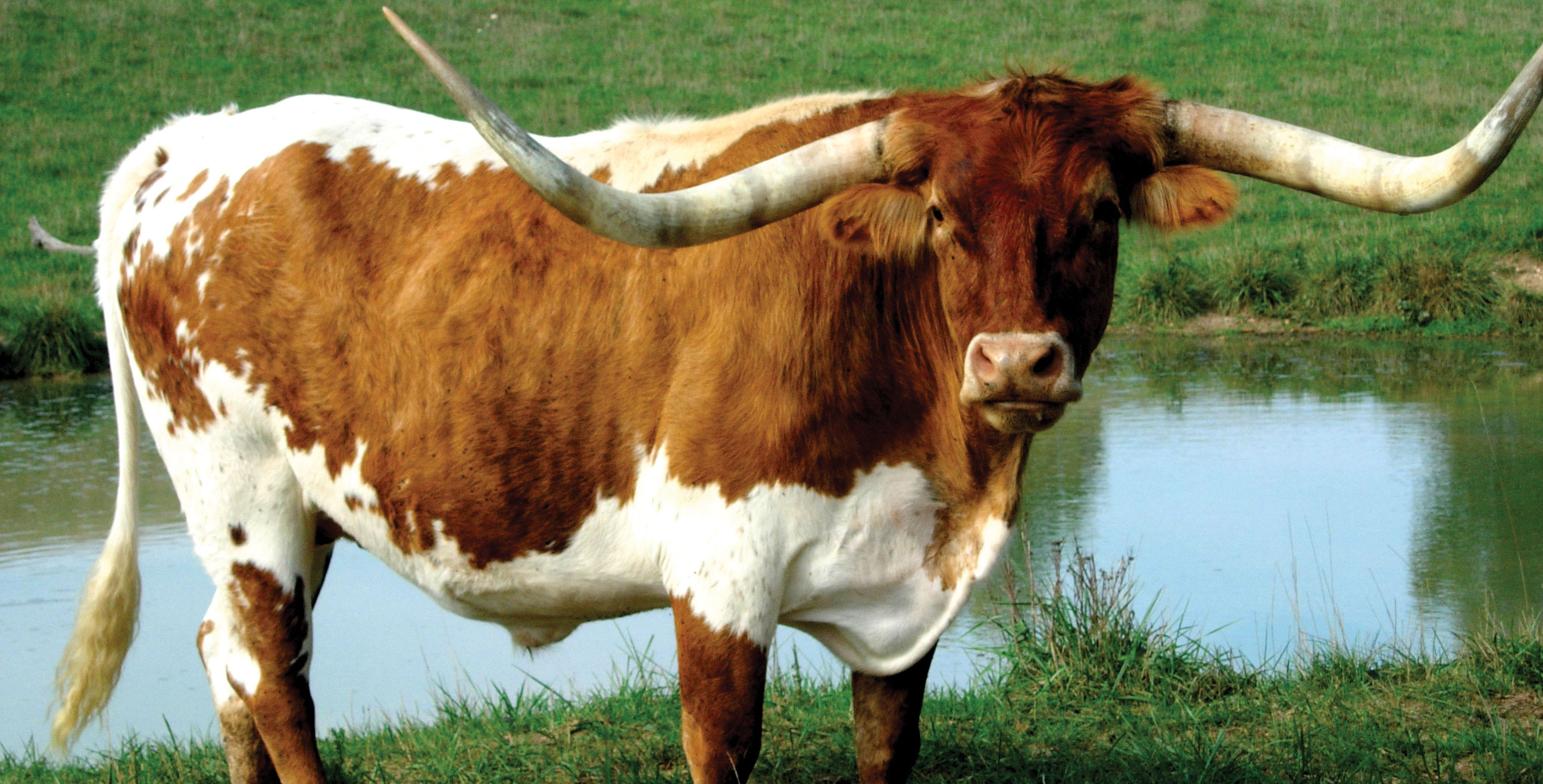 Longhorn Background - HD Wallpaper 