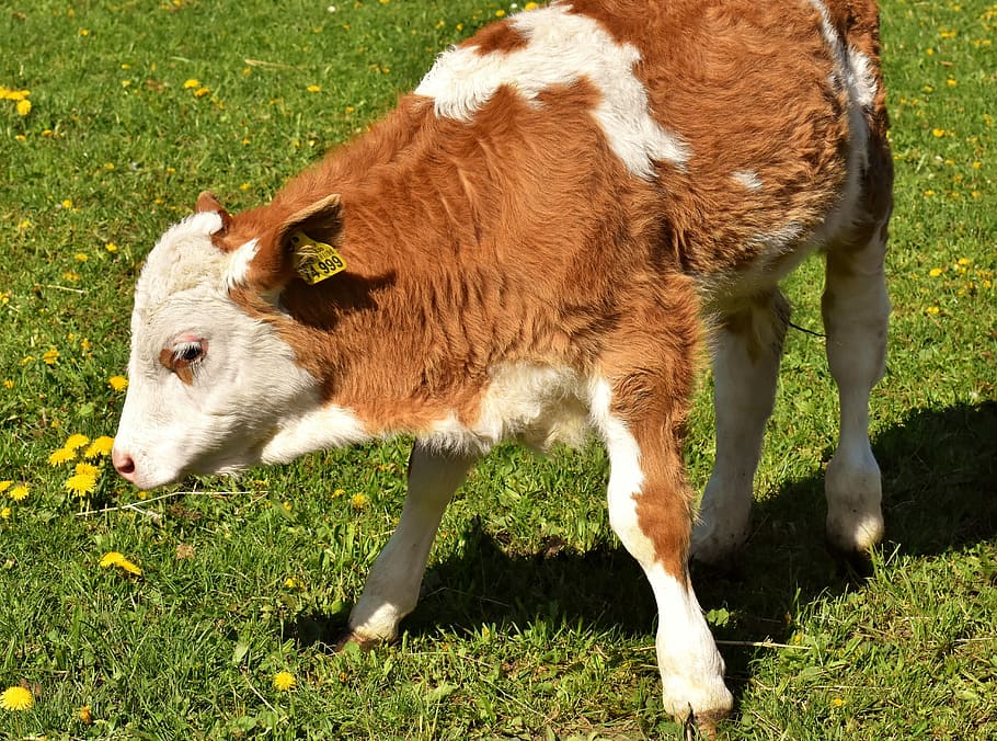 Cow, Calf, Cute, Hoofed Animals, Good Aiderbichl, Sanctuary, - Calf - HD Wallpaper 