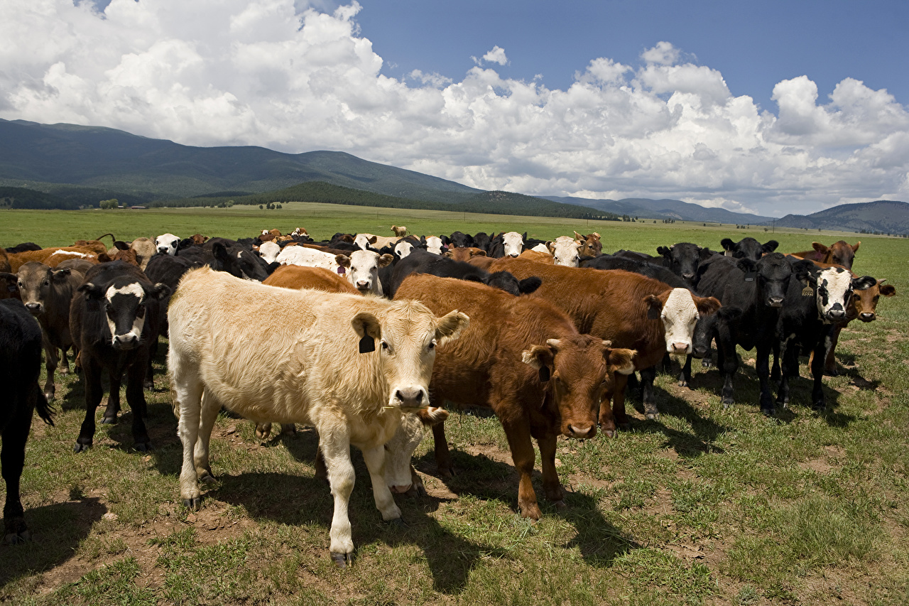 Dairy Cow - HD Wallpaper 