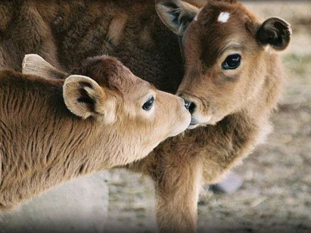 Cute Cows Kissing Android Hinh Hd Wallpaper - Cute Cow - HD Wallpaper 