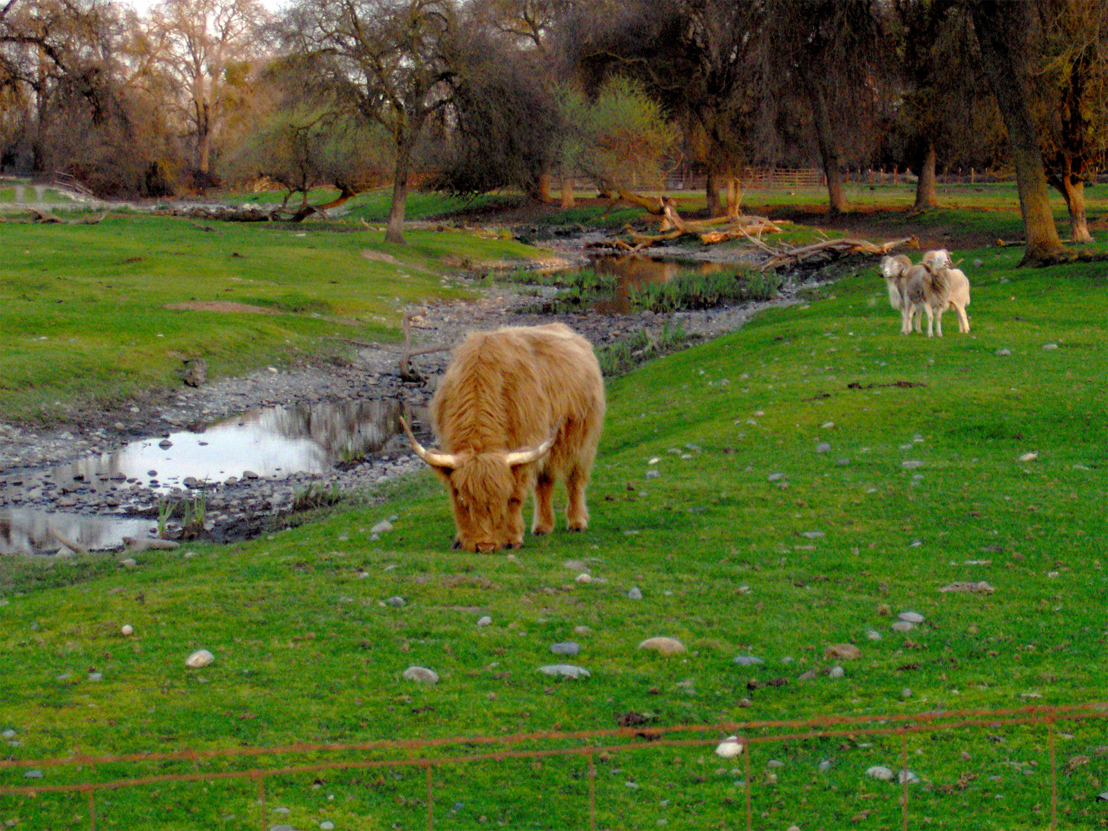 Highland Cow - Grazing - HD Wallpaper 