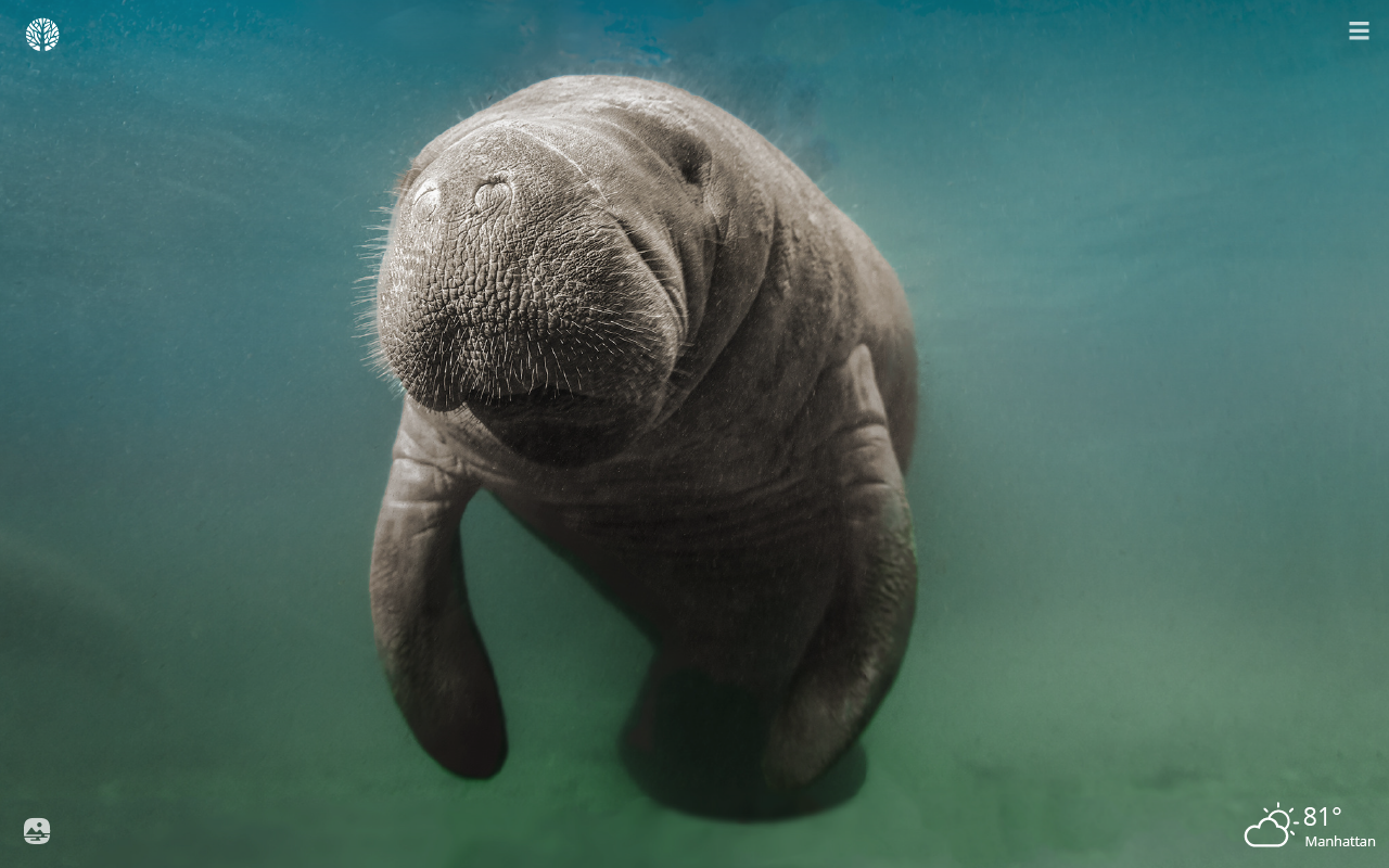 Dugong Manatee - HD Wallpaper 
