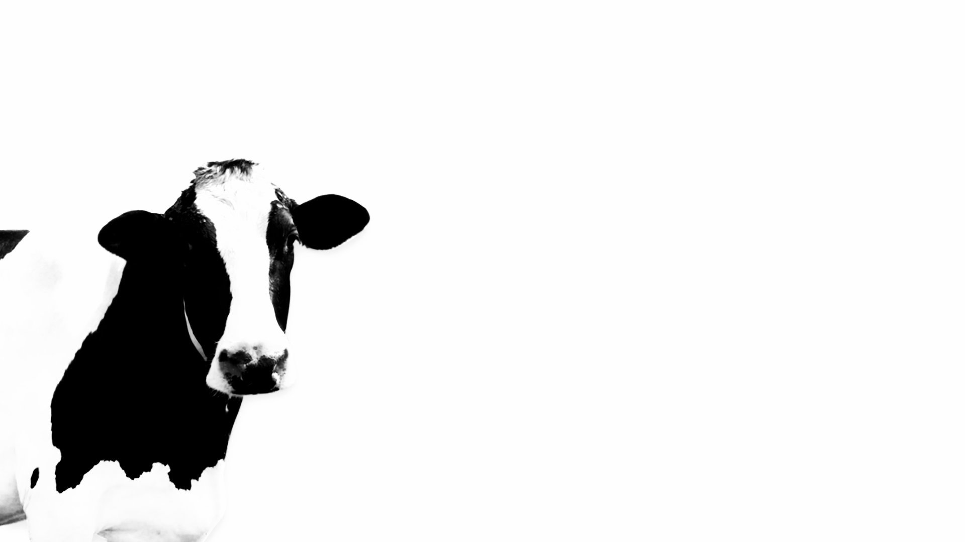 Best Cow Wallpaper Id - Cow Wallpaper Hd 1080p - HD Wallpaper 