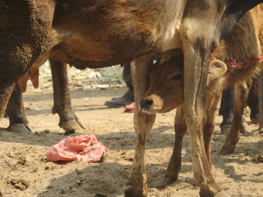 Working Animal - HD Wallpaper 