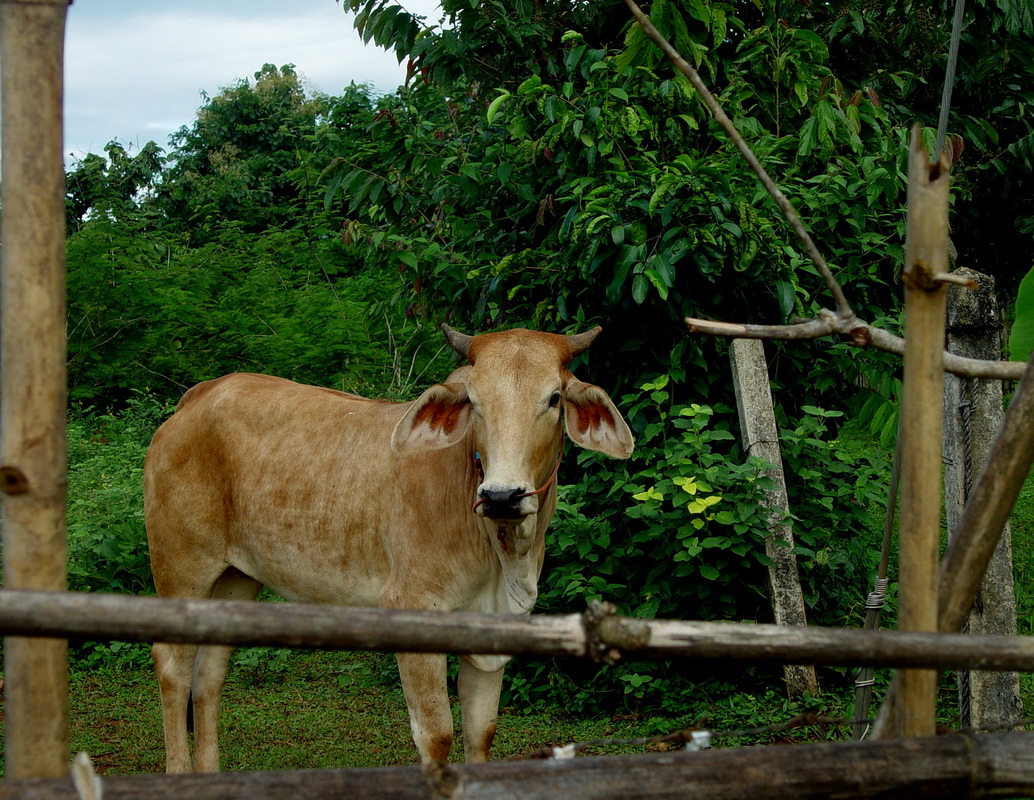 Picture - Calf - HD Wallpaper 