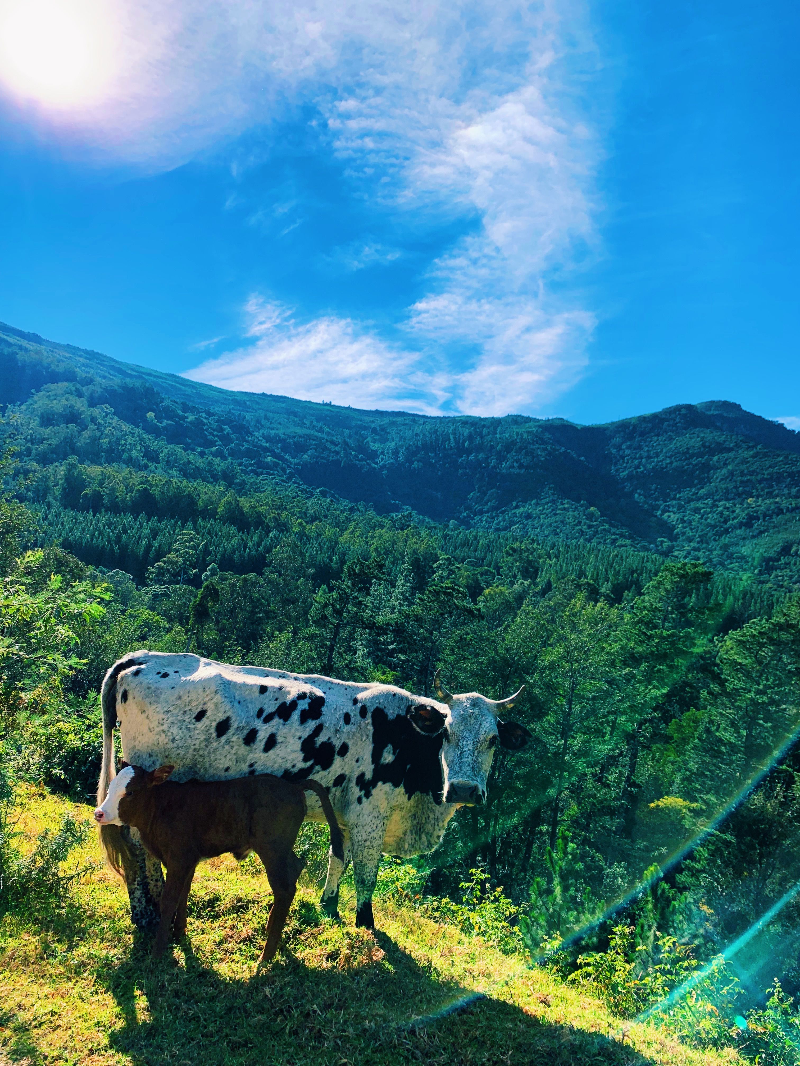 Dairy Cow - 3024x4032 Wallpaper - teahub.io