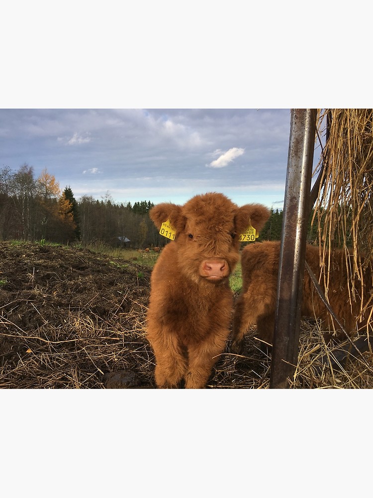 Calf Highland Cattle - HD Wallpaper 