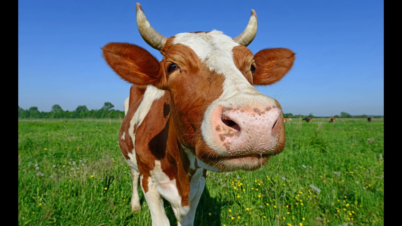 Cow Means - HD Wallpaper 