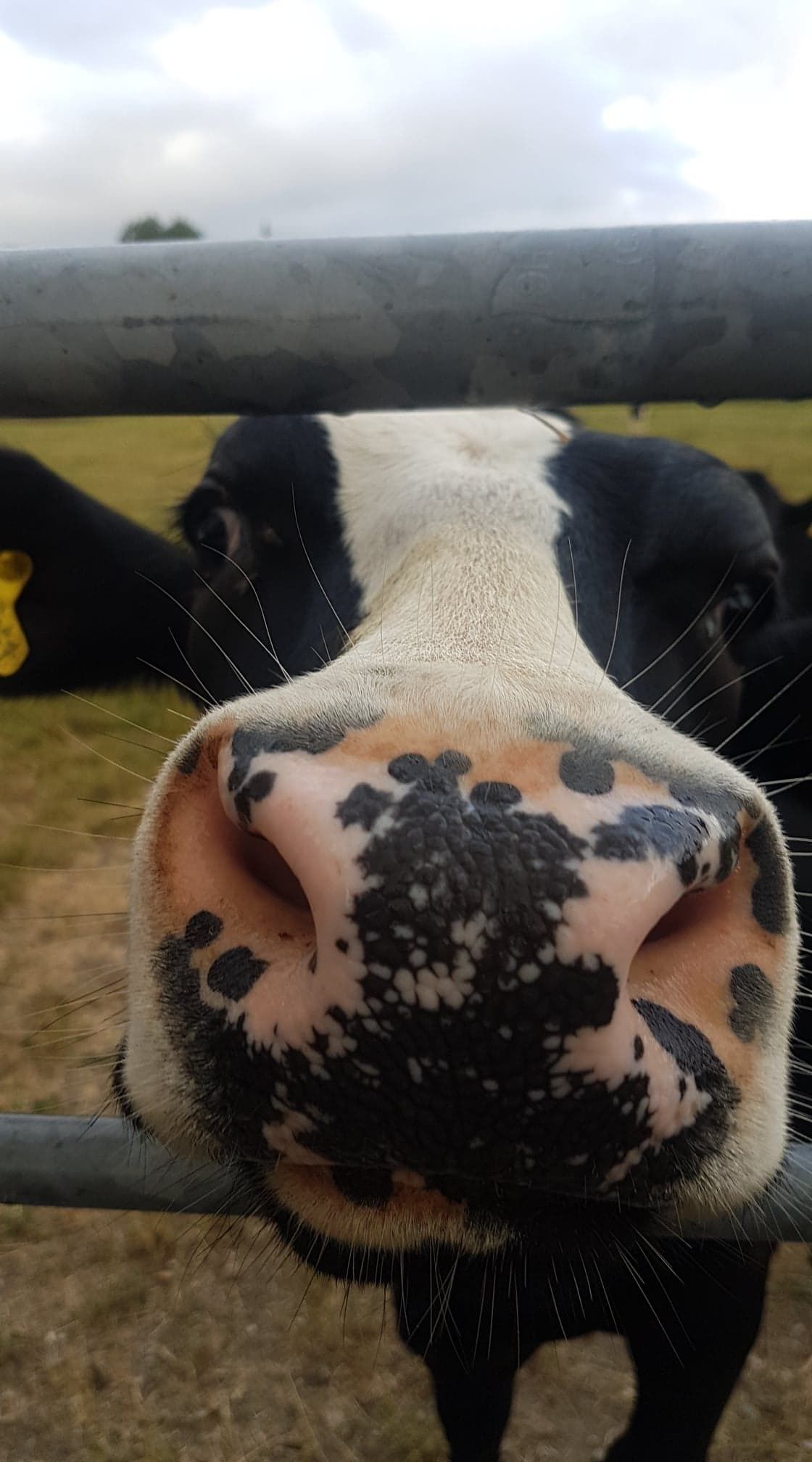 Dairy Cow - HD Wallpaper 