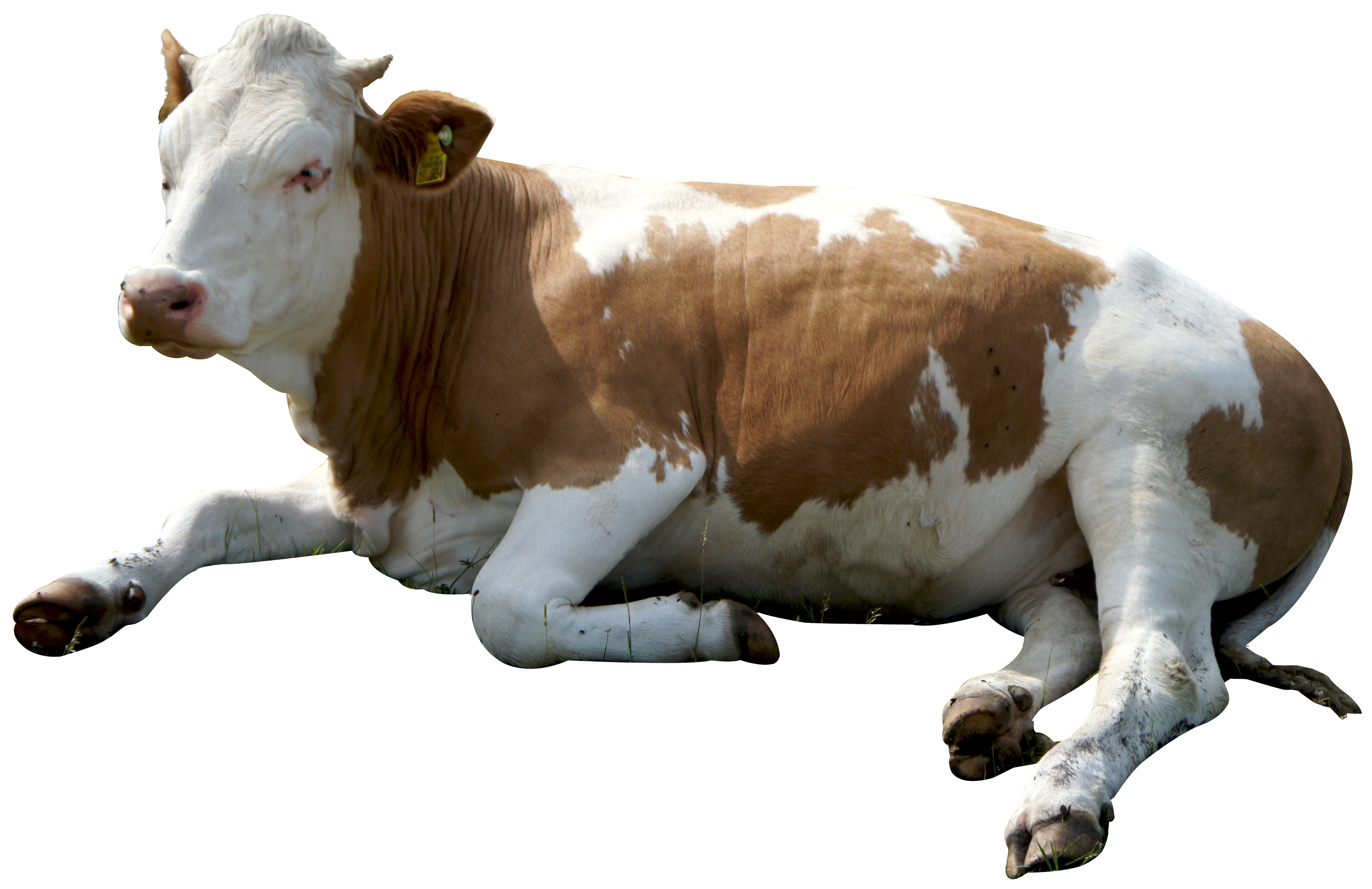 3570506669, Cow, Wallpaper V - Cow Png - HD Wallpaper 