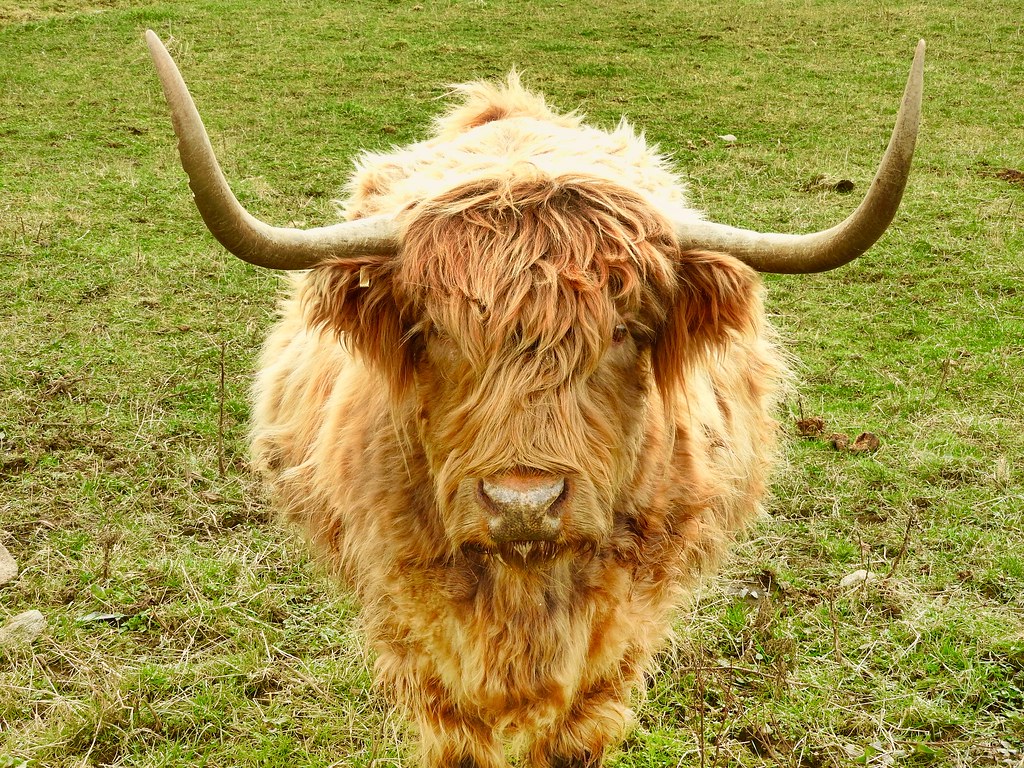 Yellow Scottish Highland - HD Wallpaper 