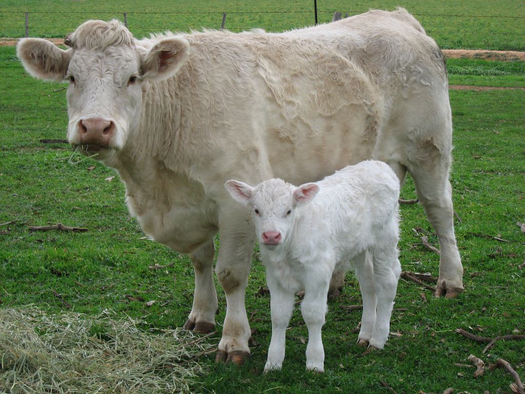 Thumbnail Of Charolais Cow And Calf - Charolais Cow - HD Wallpaper 