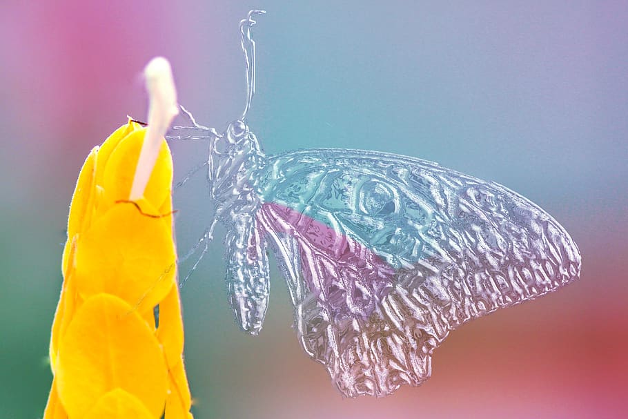 Butterfly, Animal, Water, Art, Abstract, Watercolor, - Butterfly Macro - HD Wallpaper 