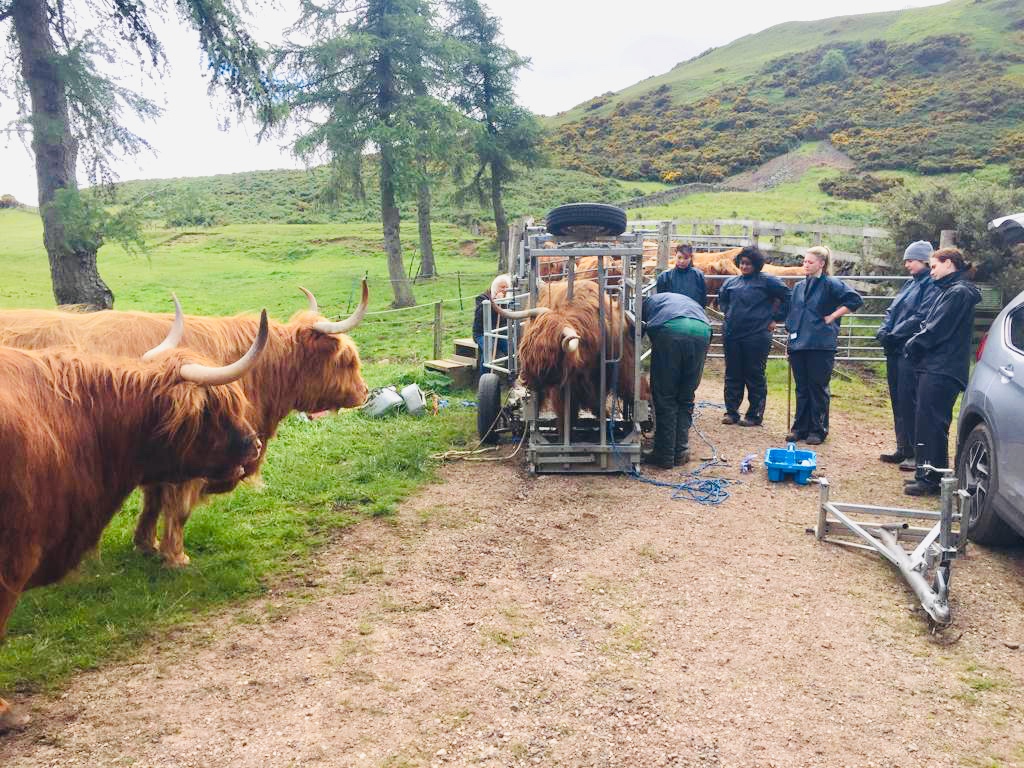 Working Animal - HD Wallpaper 