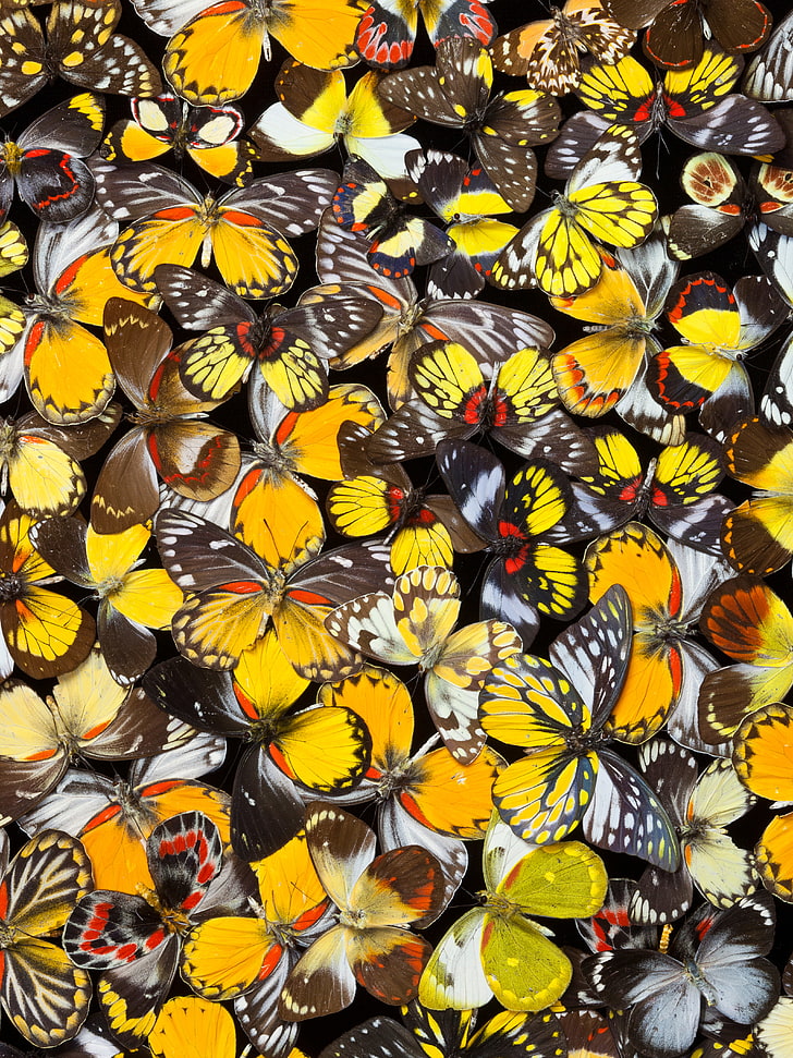 Butterfly, Butterflies, Colorful, Pattern, Yellow, - HD Wallpaper 