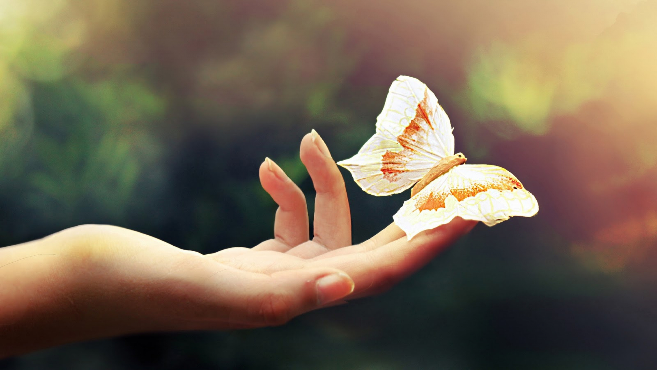 Beautiful White Butterfly Wallpaper Hd Wallpaper - Butterfly In The Hand - HD Wallpaper 