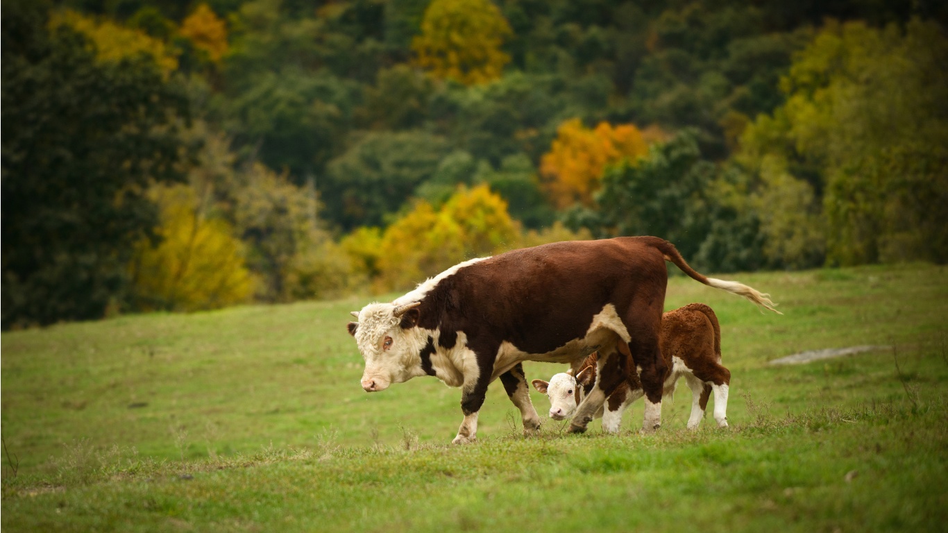 Cow The Calf Pasture - Cow And Calf Background - HD Wallpaper 