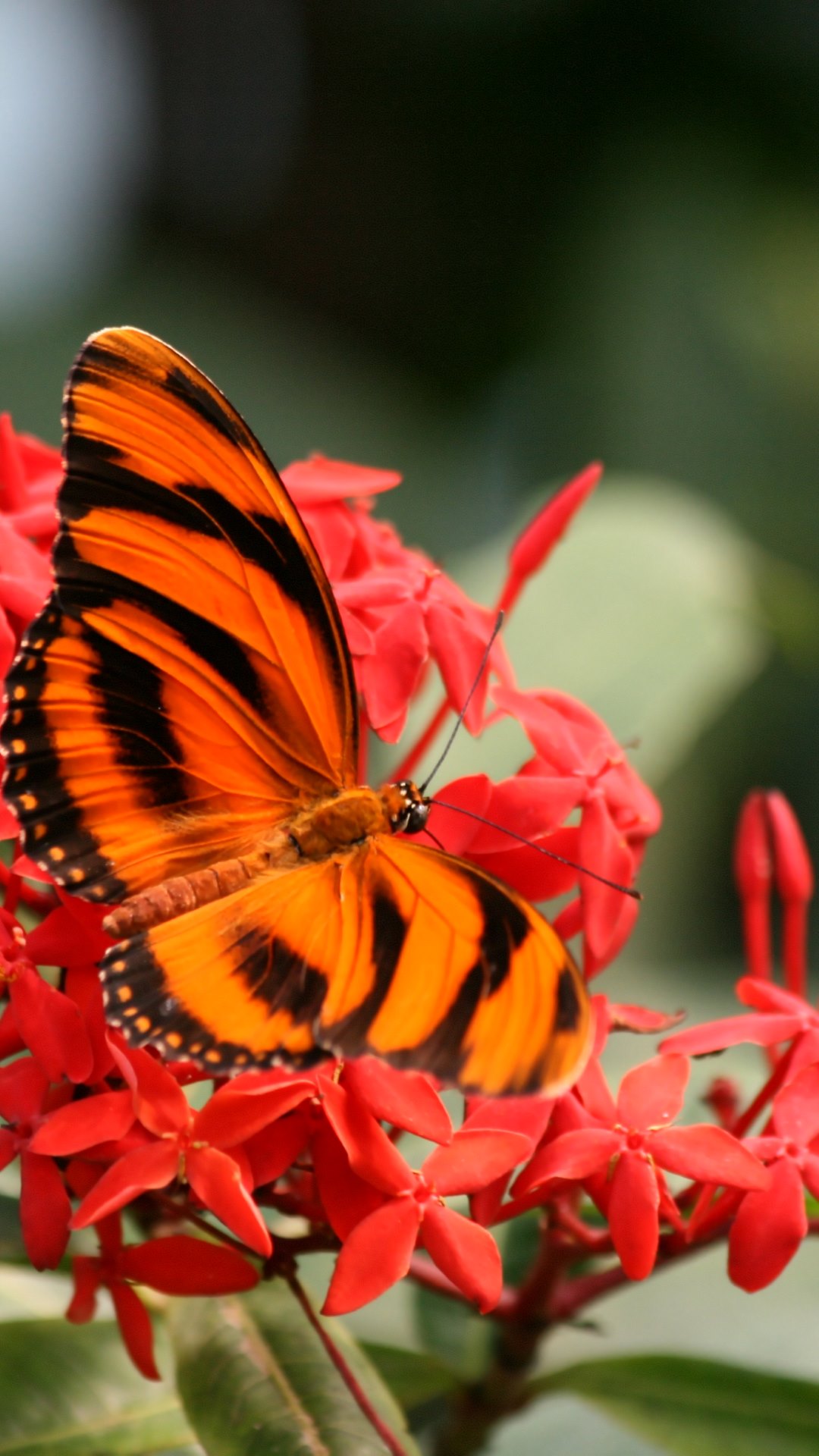 Beautiful Butterfly On Hot Red Flowers - Portrait Hd Wallpapers 1080p Flowers - HD Wallpaper 